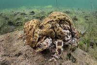 Triolisme entre batraciens