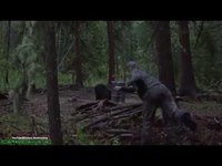 il se filme tuant un ours au javelot...