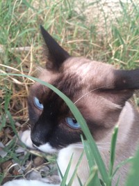 Chat et pigeon