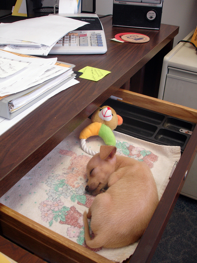 Un chiot qui a trouvé l'endroit parfait pour être près de son maître en permanence.