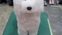 Minecraft dog