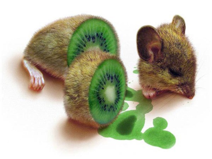 Un montage photo avec un kiwi et une souris.
