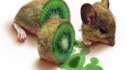 Kiwi-souris