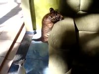 Un gros chaton
