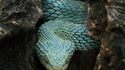Atheris squamigera