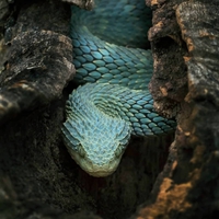 Atheris squamigera