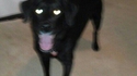 Chien amoureux