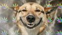 Un chien camé