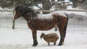 Kan il neige