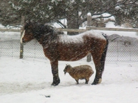 Kan il neige