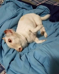 Animal monstrueux à la naissance