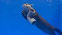 Le plombier des fonds marins