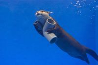 Le plombier des fonds marins