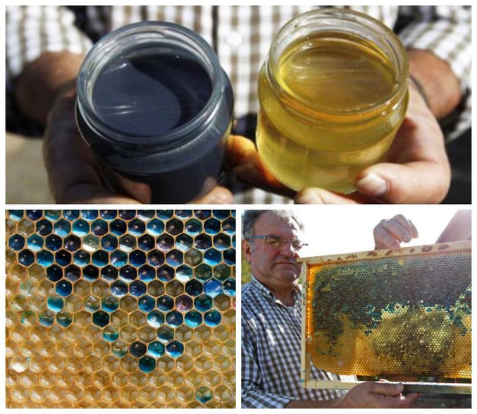 Dans les deux pots, du miel. Mais le miel noirâtre est du à des abeilles voisines de 4km d'une usine de la marque Mars et qui se sont nourris sur des M&Ms qui en sortaient.