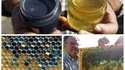 Du miel et des abeilles