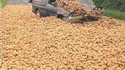 Pommes de terre