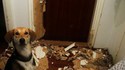 Chien fier