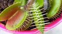 Plante carnivore, la dionée attrape-mouche 2