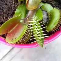 Plante carnivore, la dionée attrape-mouche 2