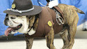 Chien policier