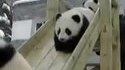 Pandas joueurs