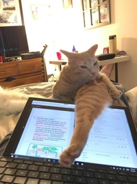 tu veux pas plutôt t'occuper de moi chéri ?