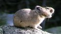 Pika ! petit rongeur qui "hhhiiiii!!"...