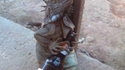 Iguane tranquille