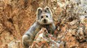 Un animal trop meugnon