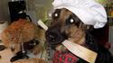 Chien cuistot