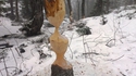 Les castors, utiles pour l'équilibre de la forêt