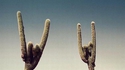 Cactus metalleux