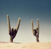 Cactus metalleux
