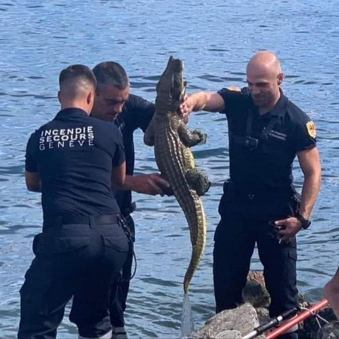 Un crocodile à été repêché dans le lac Léman en Suisse.

Bon après l'émoi qu'à suscité cette photographie, il semblerait qu'il serait en plastique.
source https://www.tdg.ch/un-crocodile-dans-le-lac-oui-mais-en-plastique-807522766986
