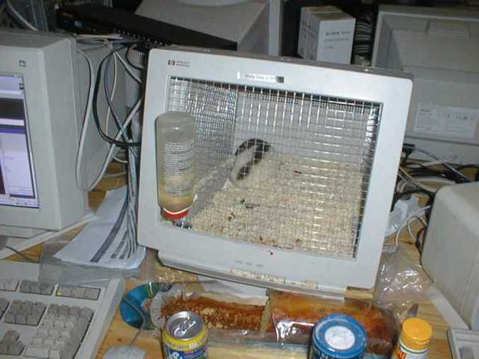 Cage à hamster