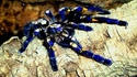 Poecilotheria metallica