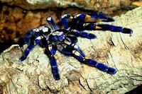 Poecilotheria metallica