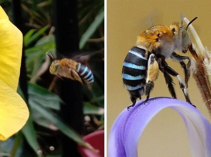 l'Amegilla cingulata est une espèce d'abeilles solitaires de la famille des Apidae, originaire d'Australie. On estime qu'elle joue un rôle important dans la pollinisation des fleurs et qu'elle est responsable de 30 % des récoltes australiennes