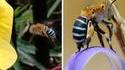 Oh l'abeille bleue ! 