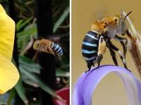 Oh l'abeille bleue ! 