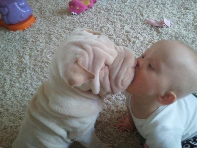 Un bébé et un shar-pei.