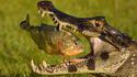 Piranha et crocodile