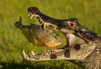 Piranha et crocodile