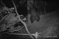 Pendant ce temps dans une forêt