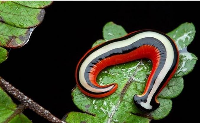 c'est un planaire de bornéo.
(à priori "Bipalium planaire", mais je peux me tromper)