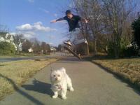 Sortir le chien