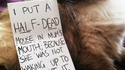 Quand le chat veut que sa maitresse se réveille