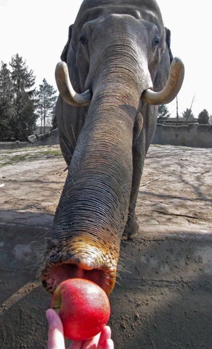 Un éléphant qui aime les pommes