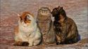 Juste trois chats qui se réchauffent