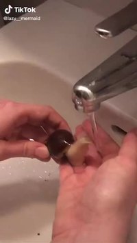 Le choix spécial d’animaux de compagnie .